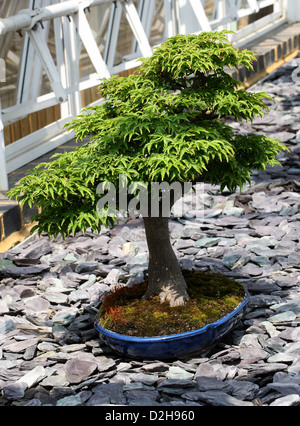 Bonsai-Baum, Japanische Ahorn 'Shishigashira', Acer Palmatum, Sapindaceae (Aceraceae). Stockfoto