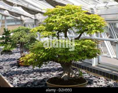 Bonsai-Baum, Japanische Ahorn, Acer Palmatum, Sapindaceae (Aceraceae). Japan. Stockfoto