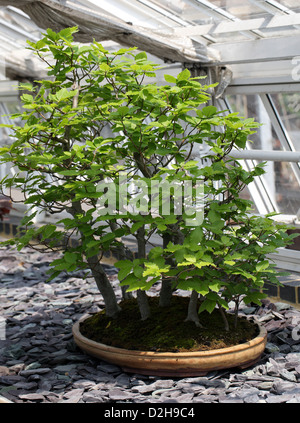 Bonsai-Baum, Rotbuche, Fagus Salvatica, Fagaceae. Mitteleuropa, gemäßigten Asien. Stockfoto