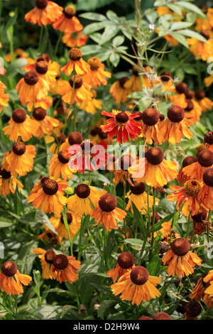 Helens Blume, Sneezeweed, Helenium Pumilum 'Magnificum', Asteraceae. Nord-Amerika. Stockfoto