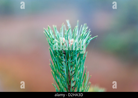 grüne stachelige Zweige einer Tanne oder Kiefer. (Makro) Stockfoto