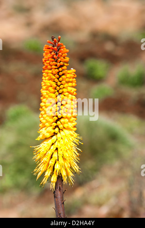 Kniphofia auch namens Tritoma oder Red Hot Poker (Kniphofia Foliosa), Äthiopien Stockfoto