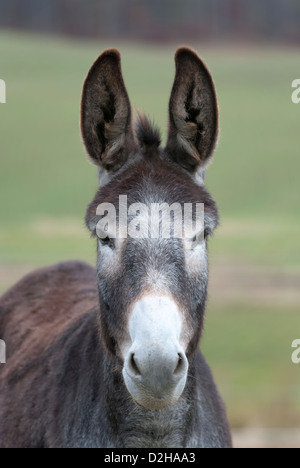 Esel mit Ohren Warnung und Blick Kopf auf direkt in die Kamera, graue Esel in Kopf geschossen hautnah. Stockfoto