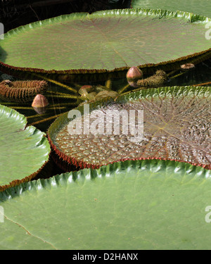 Victoria riesigen Seerosen, Victoria Amazonica, polaren. Amazonas-Becken. Stockfoto