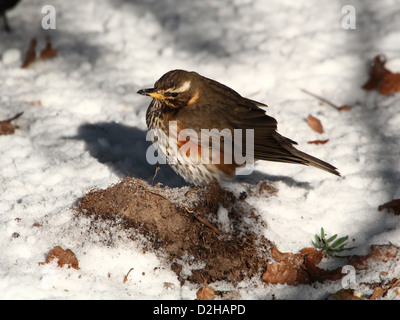 Detaillierte Nahaufnahme von einer Rotdrossel (Turdus Iliacus) auf Nahrungssuche im Schnee Stockfoto