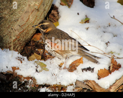 Detaillierte Nahaufnahme von einer Rotdrossel (Turdus Iliacus) auf Nahrungssuche im Schnee Stockfoto