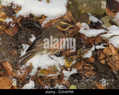 Detaillierte Nahaufnahme von einer Rotdrossel (Turdus Iliacus) auf Nahrungssuche im Schnee Stockfoto