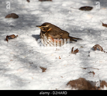 Detaillierte Nahaufnahme von einer Rotdrossel (Turdus Iliacus) auf Nahrungssuche im Schnee Stockfoto