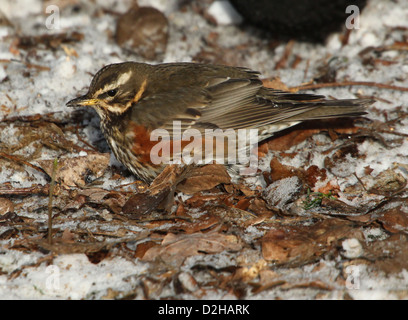 Detaillierte Nahaufnahme von einer Rotdrossel (Turdus Iliacus) auf Nahrungssuche im Schnee Stockfoto