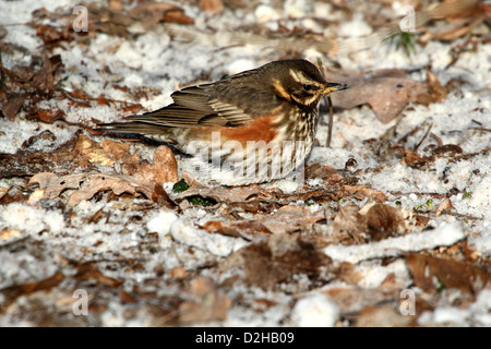 Detaillierte Nahaufnahme von einer Rotdrossel (Turdus Iliacus) auf Nahrungssuche im Schnee Stockfoto