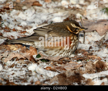 Detaillierte Nahaufnahme von einer Rotdrossel (Turdus Iliacus) auf Nahrungssuche im Schnee Stockfoto