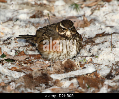 Detaillierte Nahaufnahme von einer Rotdrossel (Turdus Iliacus) auf Nahrungssuche im Schnee Stockfoto