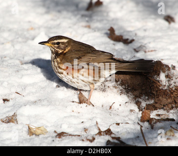 Detaillierte Nahaufnahme von einer Rotdrossel (Turdus Iliacus) auf Nahrungssuche im Schnee Stockfoto