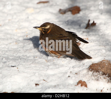 Detaillierte Nahaufnahme von einer Rotdrossel (Turdus Iliacus) auf Nahrungssuche im Schnee Stockfoto