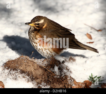 Detaillierte Nahaufnahme von einer Rotdrossel (Turdus Iliacus) auf Nahrungssuche im Schnee Stockfoto