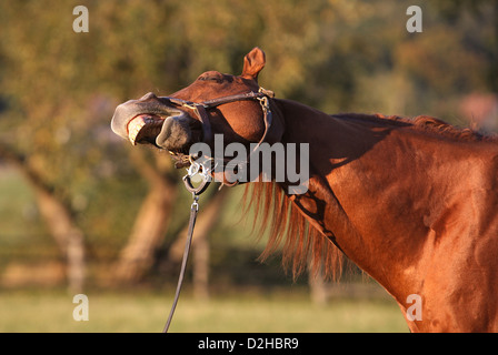Roedinghausen, Deutschland, gähnt ein Pferd Stockfoto