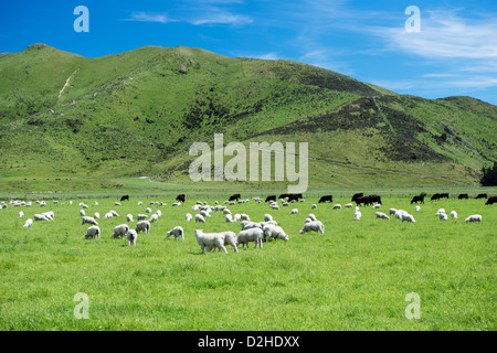 Schafe und Rinder grasen zusammen auf einer grünen Wiese Stockfoto