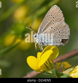 Mazarine Blue (Polyommatus Semiargus) Stockfoto