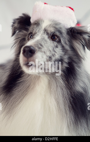Ein Weihnachten Studioaufnahme eines Hundes Stockfoto