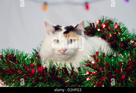 Ein Weihnachten Studioaufnahme einer Katze Stockfoto