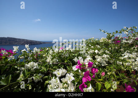 Einem dichten Busch Bourgainvillea, am Rande von Oia in Santorini, Griechenland. Stockfoto