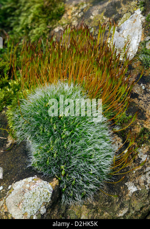 Moose auf Cotswold Kalksteinwand grau gepolstert Grimmia - Grimmia Pulvinata Wand Schraube-Moos - Tortula muralis Stockfoto