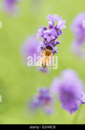 Sommerszene mit fleißige Biene bestäuben Lavendelblüten im grünen Bereich Stockfoto