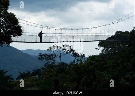 Nyungwe Canopy Walk, Nyungwe Nationalpark, Ruanda Stockfoto