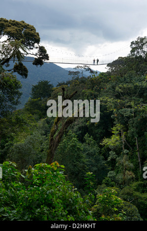 Nyungwe Canopy Walk, Nyungwe Nationalpark, Ruanda Stockfoto