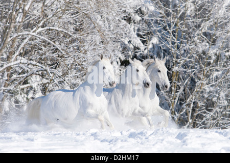 Kladruber. Drei grauen Pferde Galoppierenden an einem verschneiten Wiese Stockfoto