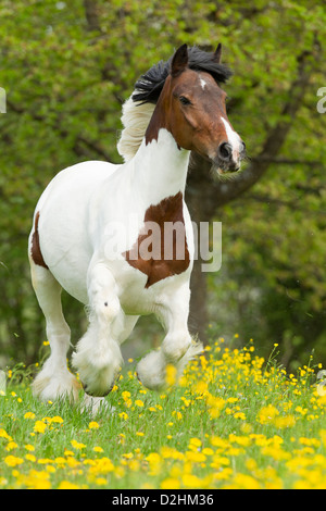 Gypsy Cob, Gypsy Horse, Gypsy Vanner Pferd. Die Stute Joy im Galopp auf einer blühenden Wiese. Einschränkung: Cover, Kinder-magazin Stockfoto