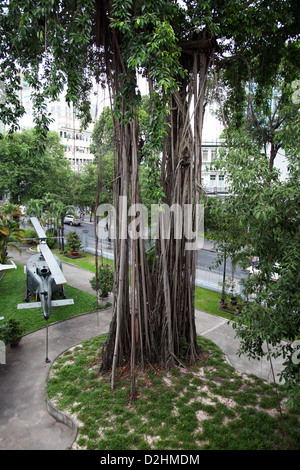 Es ist ein Foto eines Banian oder Banyan Tree Root in einer Stadt von Saigon in Vietnam. Es ist in th Straßen sehen wir seine Wurzeln Stockfoto