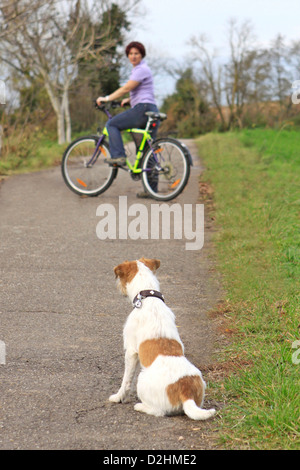 Parson-Russell-Terrier. Mann sitzt auf einem Pfad auf einen wartenden biker Stockfoto