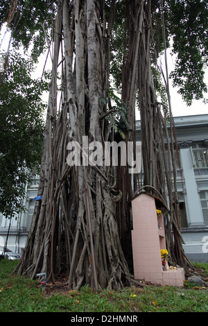 Es ist ein Foto eines Banian oder Banyan Tree Root in einer Stadt von Saigon in Vietnam. Es ist in th Straßen sehen wir seine Wurzeln Stockfoto