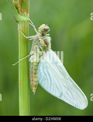 Teneral schwarz Tailed Skimmer Libelle, (Orthetrum Cancellatum) trocknet nach dem Austritt aus seiner Exuvia. Stockfoto