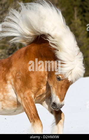 Haflinger Pferd. Der Hengst Atlas Ruckeln auf einer schneebedeckten Wiese Stockfoto