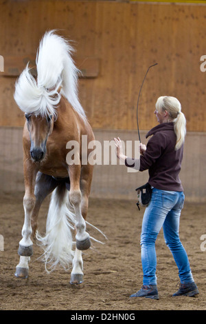 Haflinger Pferd. Der Hengst Atlas während einer Ausbildung Seesion in einer Reithalle Stockfoto