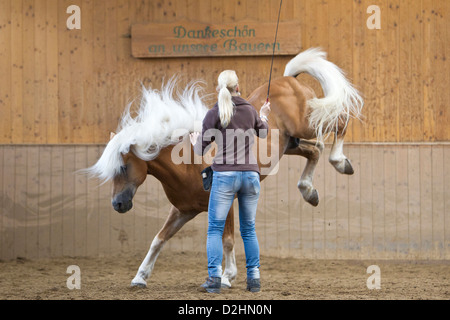 Haflinger Pferd. Der Hengst Atlas während einer Trainingseinheit in einer Reithalle Stockfoto