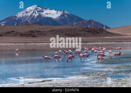 Jamess Flamingo, Phoenicoparrus Jamesi, Laguna Hedionda, Hedionda See Reserva Nacional de Fauna Andina Eduardo Abaroa Stockfoto