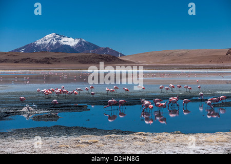 Jamess Flamingo, Phoenicoparrus Jamesi, Laguna Hedionda, Hedionda See Reserva Nacional de Fauna Andina Eduardo Abaroa Stockfoto