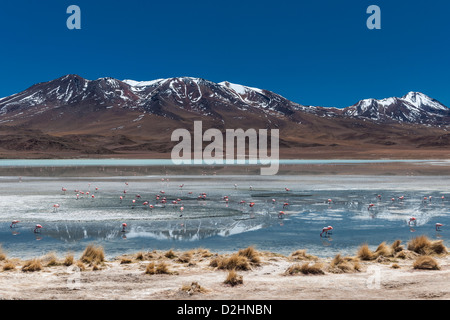 Jamess Flamingo, Phoenicoparrus Jamesi, Laguna Hedionda, Hedionda See Reserva Nacional de Fauna Andina Eduardo Abaroa Stockfoto