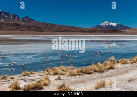 Jamess Flamingo, Phoenicoparrus Jamesi, Laguna Hedionda, Hedionda See Reserva Nacional de Fauna Andina Eduardo Abaroa Stockfoto