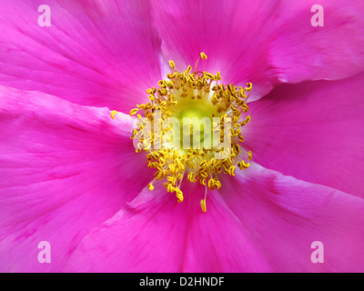 Blüten der Heckenrose Nahaufnahme Stockfoto