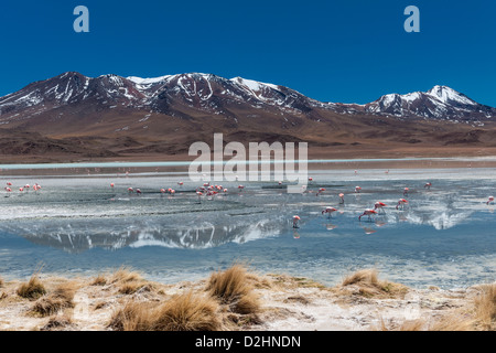 Jamess Flamingo, Phoenicoparrus Jamesi, Laguna Hedionda, Hedionda See Reserva Nacional de Fauna Andina Eduardo Abaroa Stockfoto