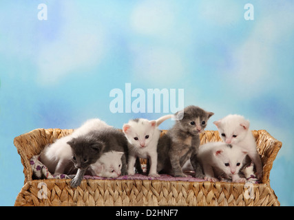 Hauskatze. Sieben Kätzchen (19 Tage alt) auf einer Bank Stockfoto