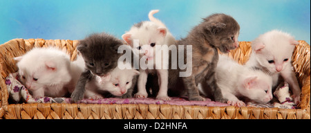 Hauskatze. Sieben Kätzchen (19 Tage alt) auf einer Bank Stockfoto