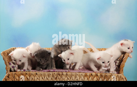 Hauskatze. Sieben Kätzchen (19 Tage alt) auf einer Bank Stockfoto