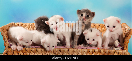 Hauskatze. Sieben Kätzchen (19 Tage alt) auf einer Bank Stockfoto