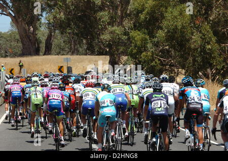 25. Januar 2013. Tanunda, Australien.  Gesamtwertung Tour Down Under 4.Etappe Modbury zu Tanunda. Das Hauptfeld. Aktion Plus Sport Bilder/Alamy live-Nachrichten. Stockfoto