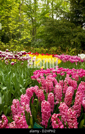 Holland Hyazinthen und Tulpen Feld im Keukenhof Garten, Niederlande Stockfoto